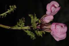 Pedicularis rhinanthoides